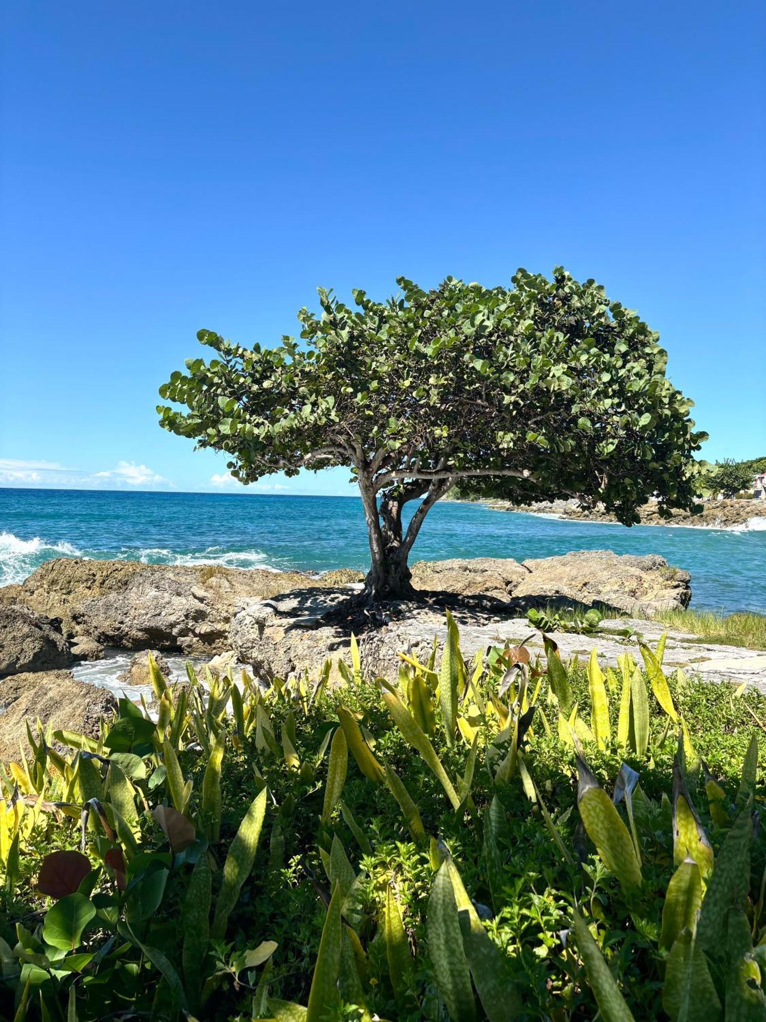 Lavann Wouj - Proche Des Plages Et Du Bourg Villa Anse-Bertrand Eksteriør bilde